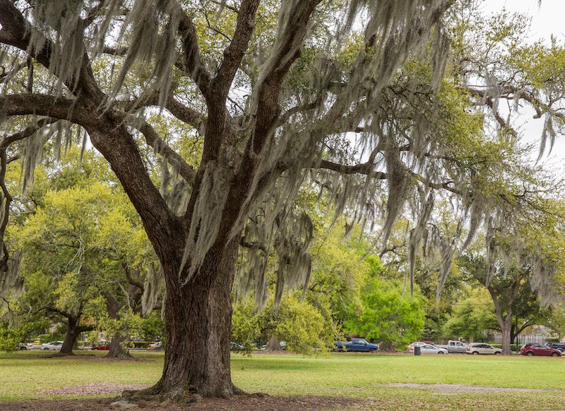 Spanish Moss In New Orleans Park