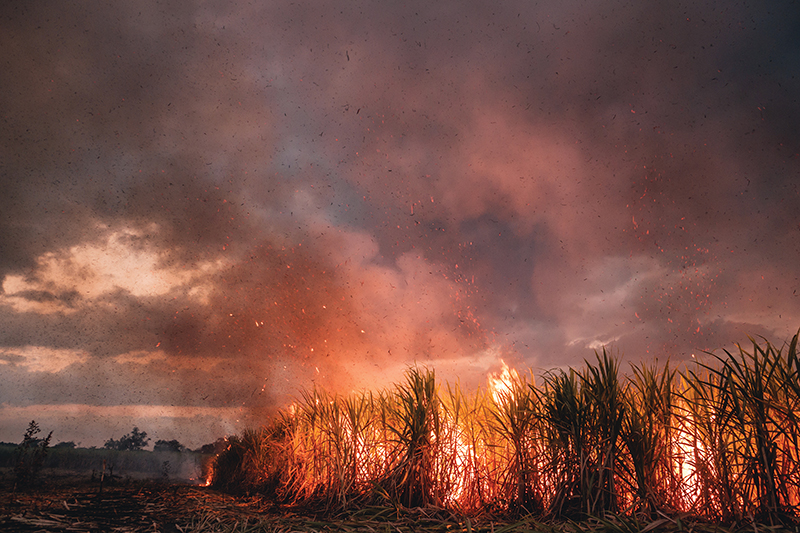 Burning Cane