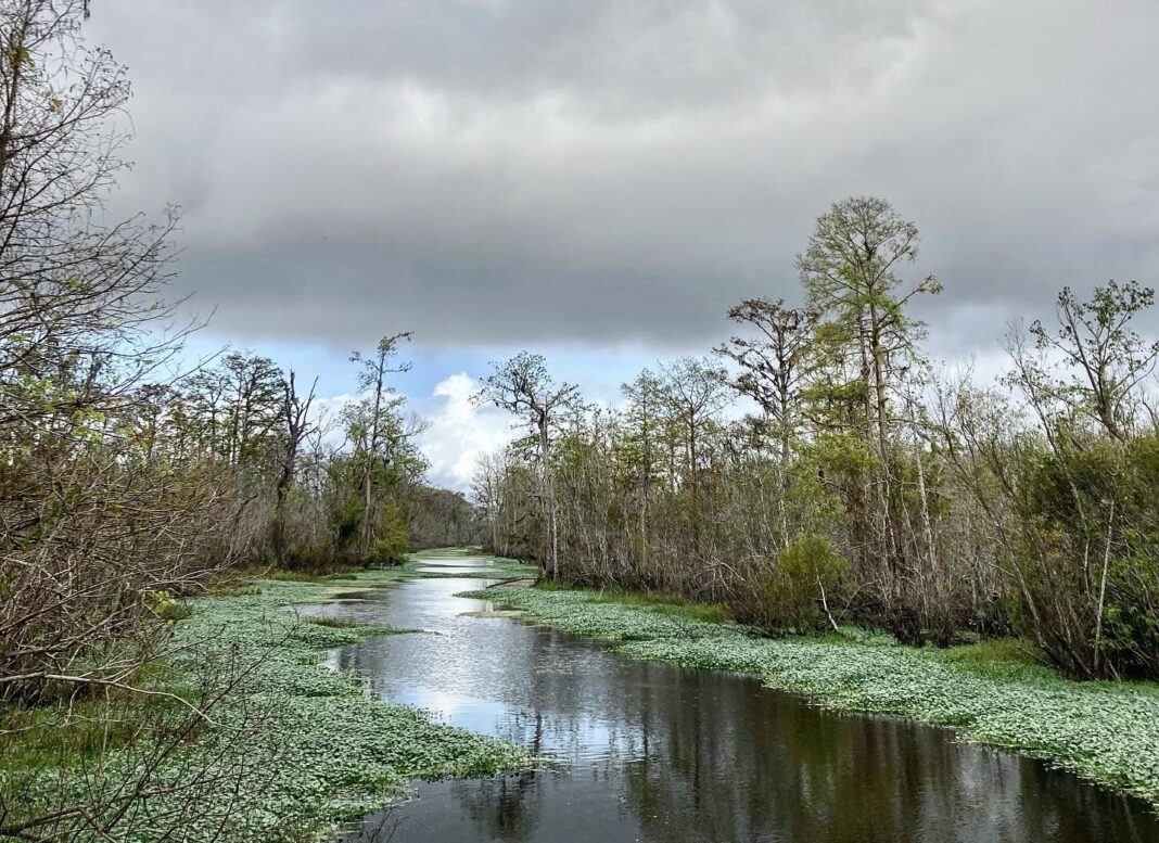 Barataria Preserve