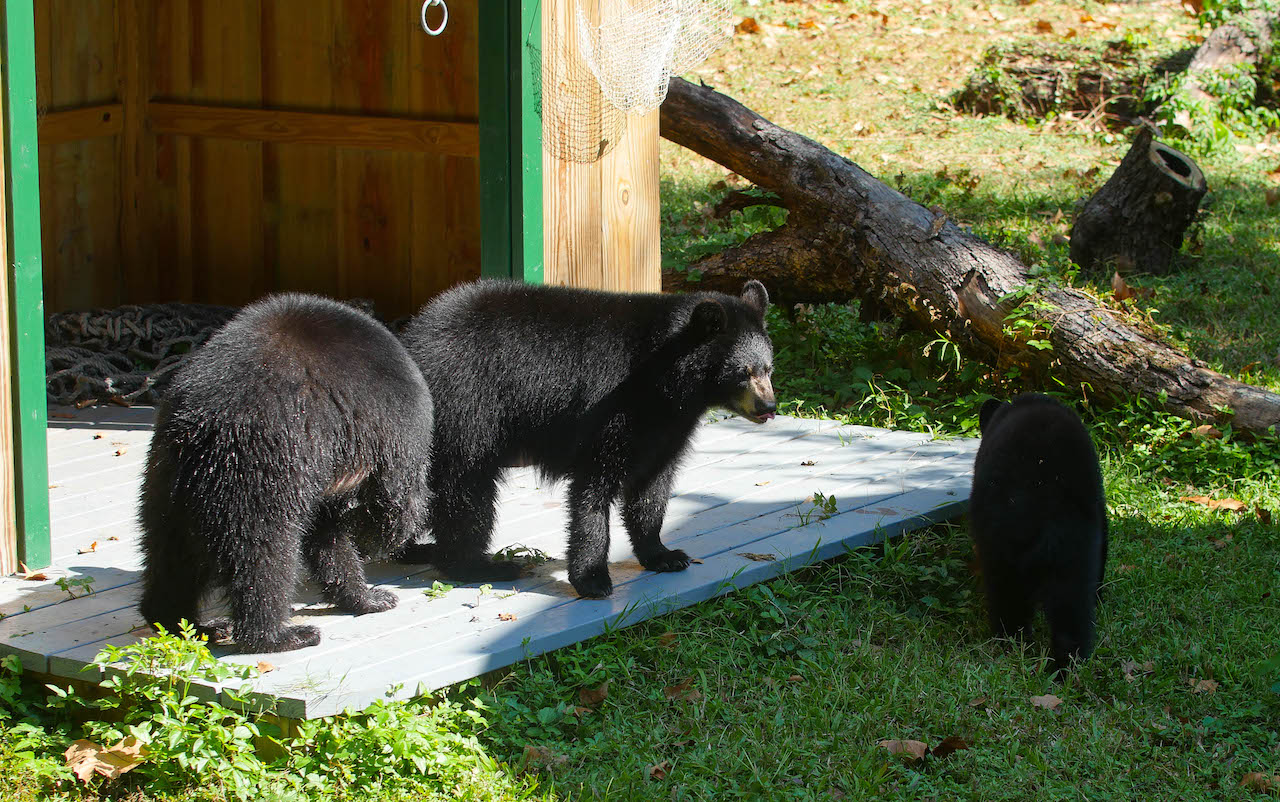 Audubon Zoo's Three Bear Cubs Explore New Home