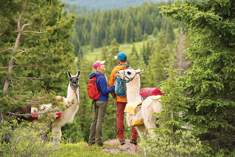 Honeymoon Adventures with Animals Great and Small