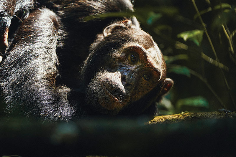 Honeymoon Adventures with Animals Great and Small
