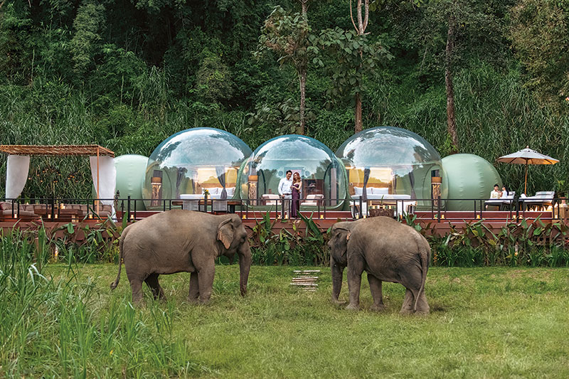 Honeymoon Adventures with Animals Great and Small
