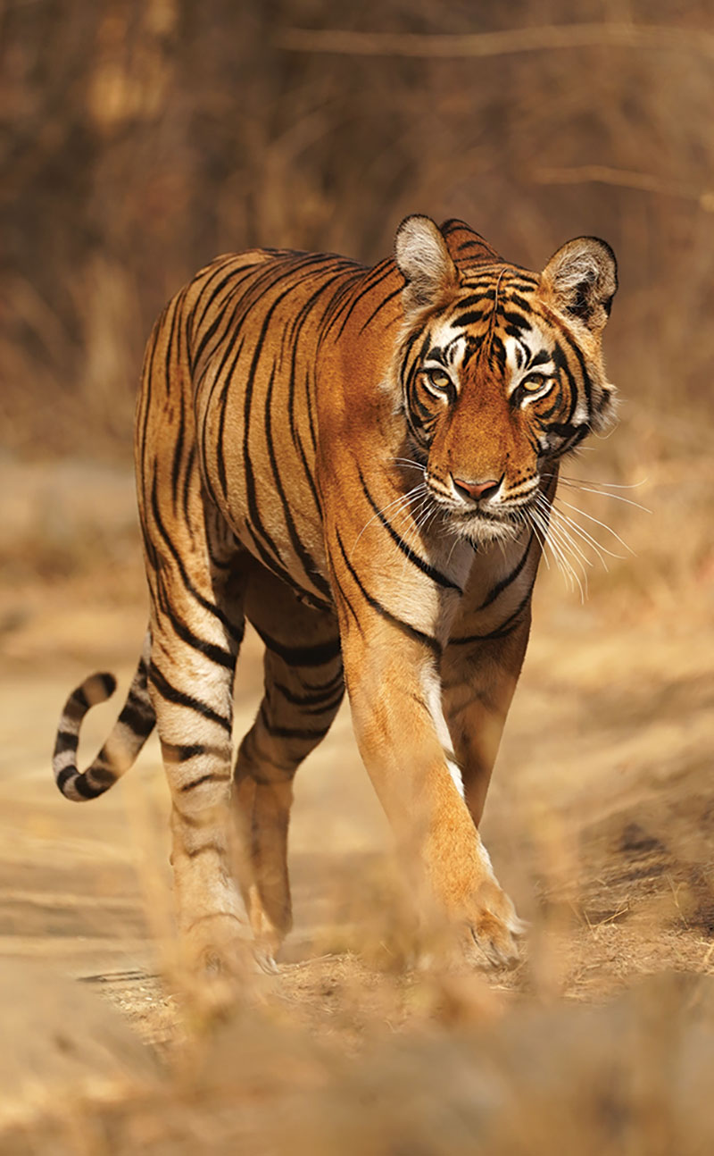 Honeymoon Adventures with Animals Great and Small