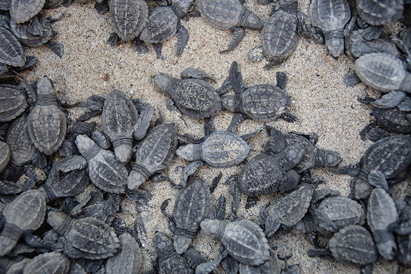 Honeymoon Adventures with Animals Great and Small