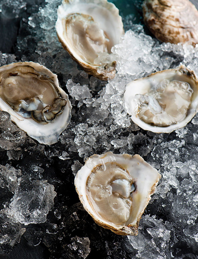 Shell-A-Bration, NOLA Book Festival and More Events This Month Shell-A-Bration, NOLA Book Festival and More Events This Month