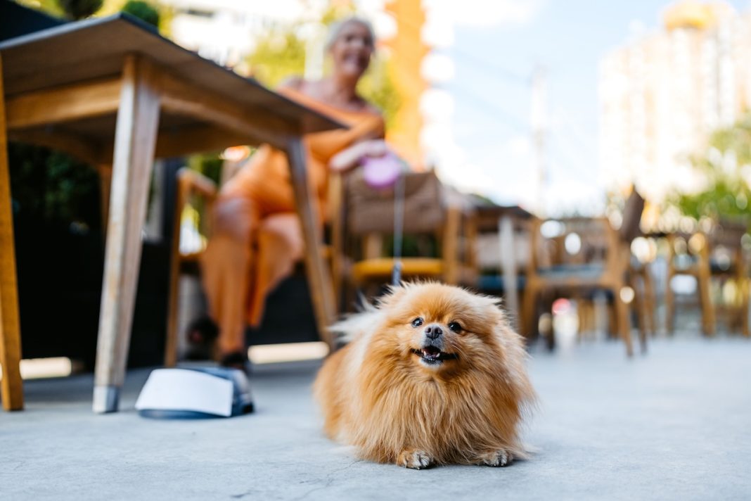 pet-friendly