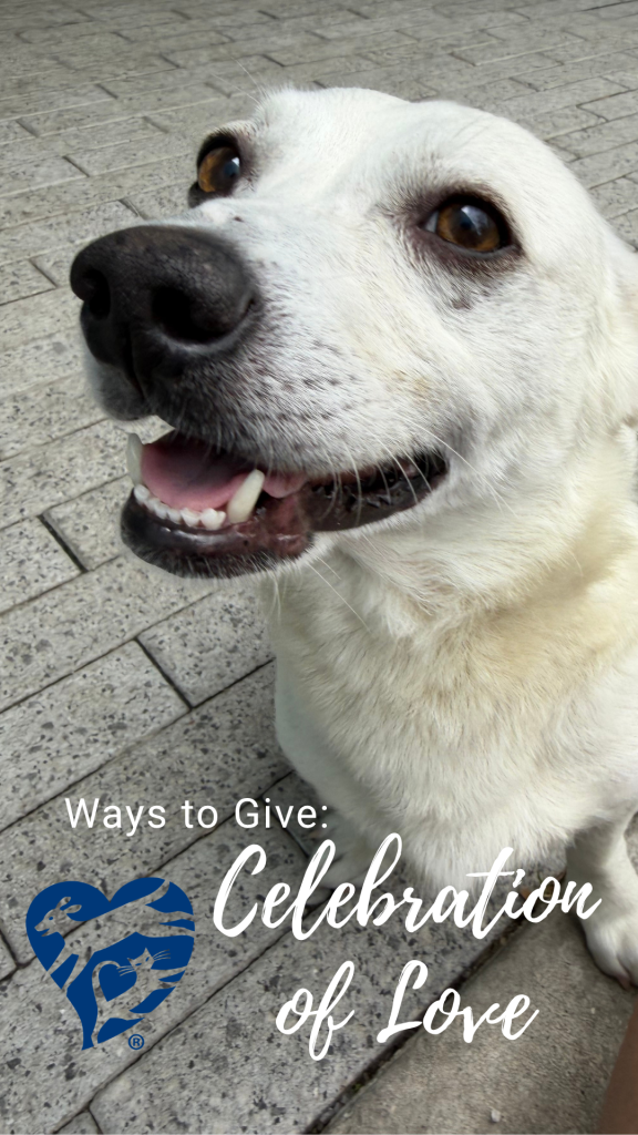 LaSPCA Offers a Way to Give Back During Your Wedding LaSPCA
