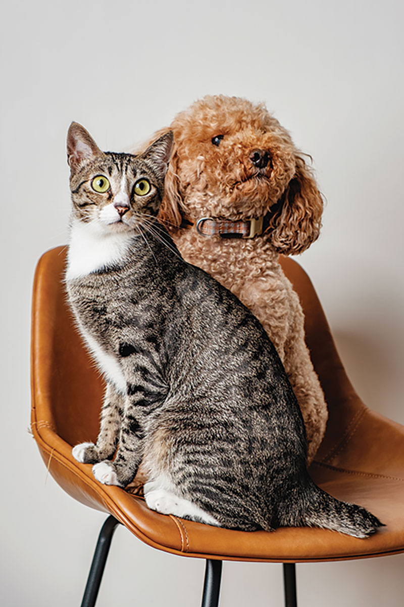 Pet Nutrition Basics Every Owner Should Know