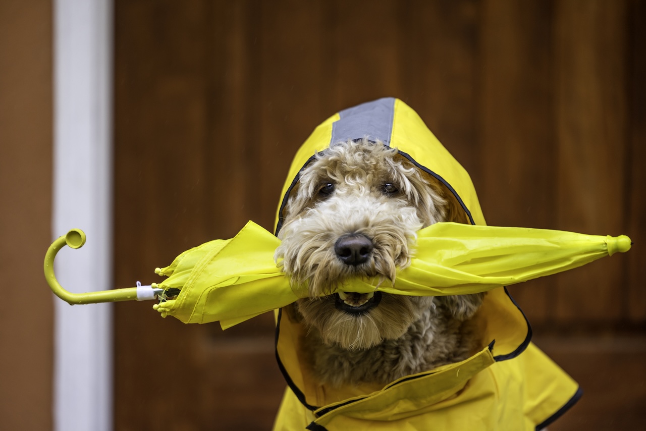 Essential Tips for Preparing Your Pet for Hurricane Season