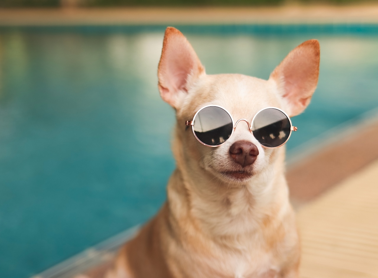 Tips for Protecting Pets from Summer Heat in Louisiana
