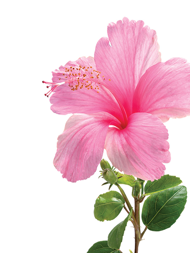 Everything You Need to Know About Tropical Hibiscus