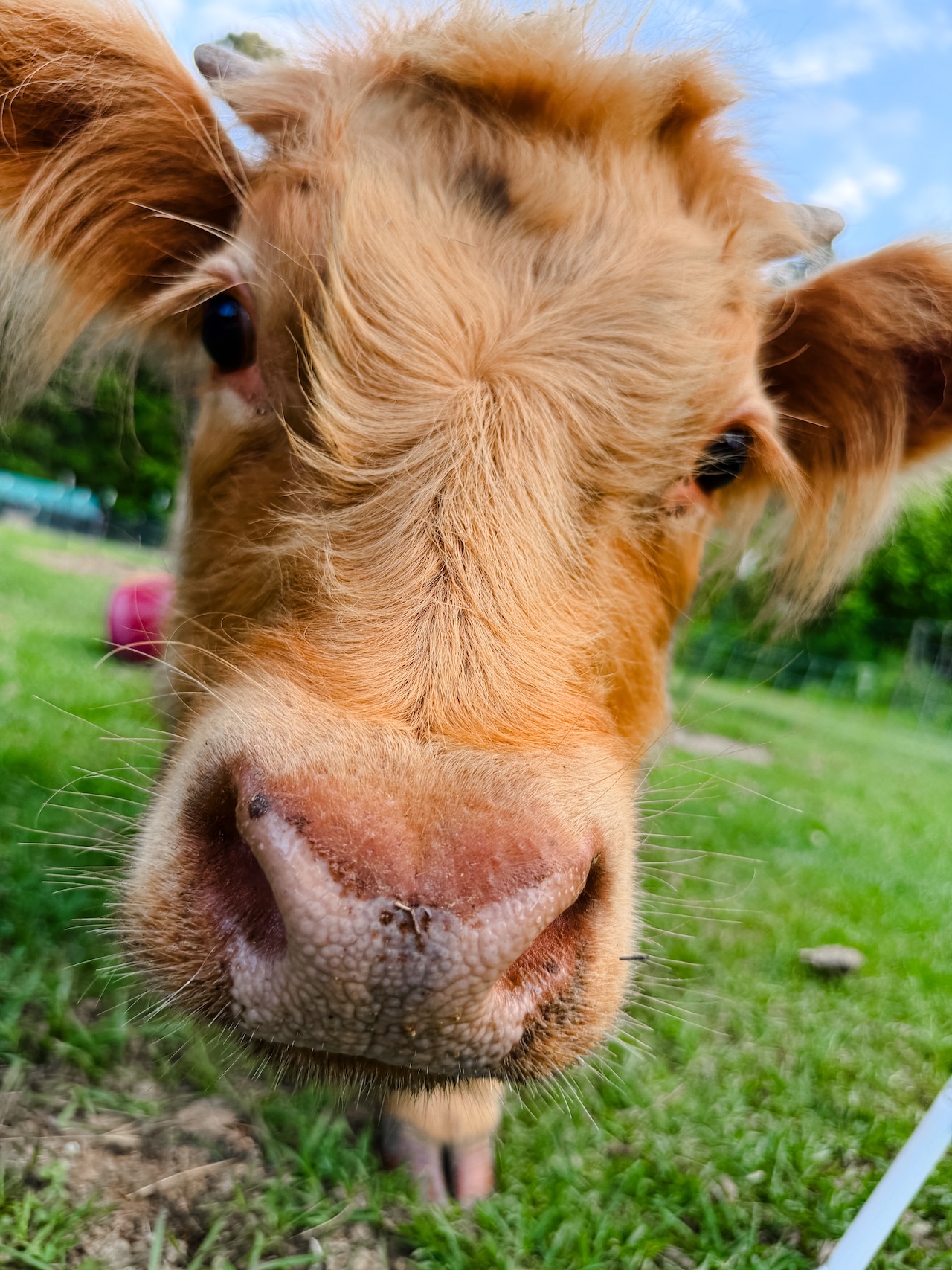 Experience Fluffy Cow Therapy in Walker, Louisiana