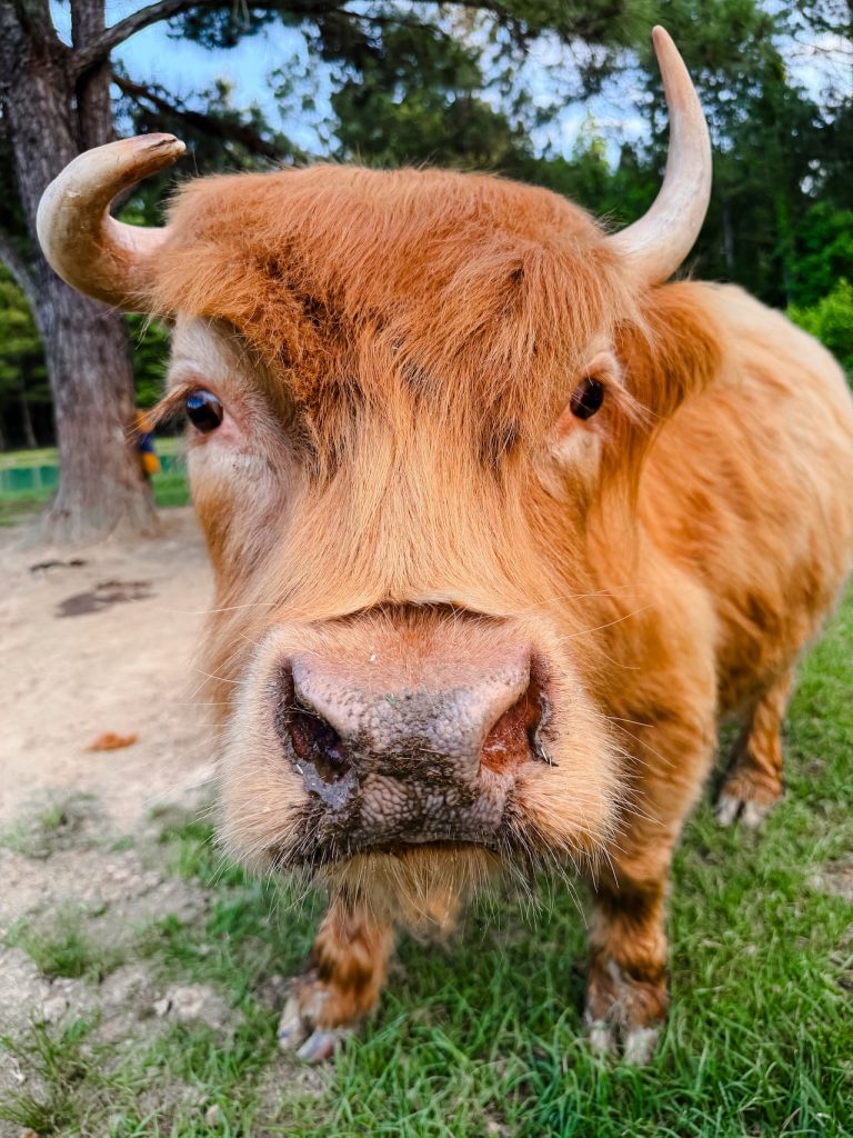 Try This: Fluffy Cow Therapy