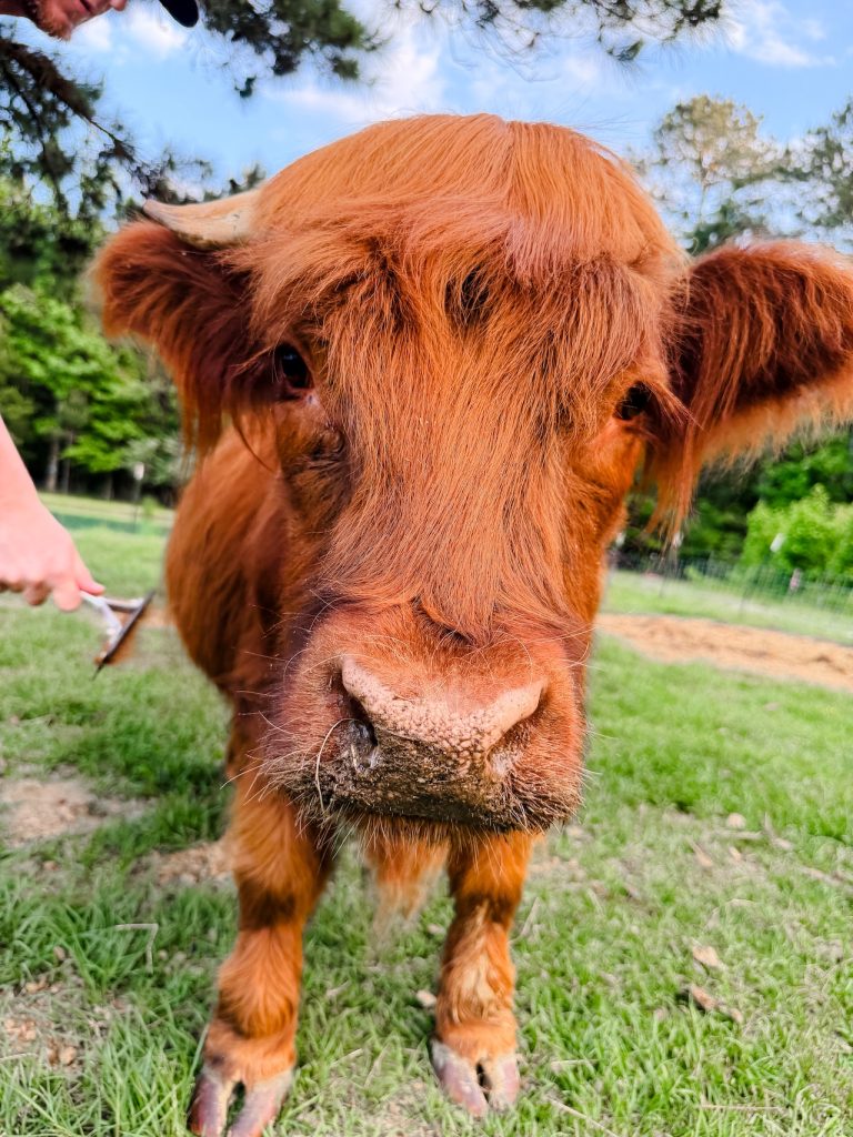 Try This: Fluffy Cow Therapy