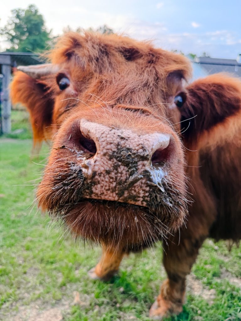 Try This: Fluffy Cow Therapy