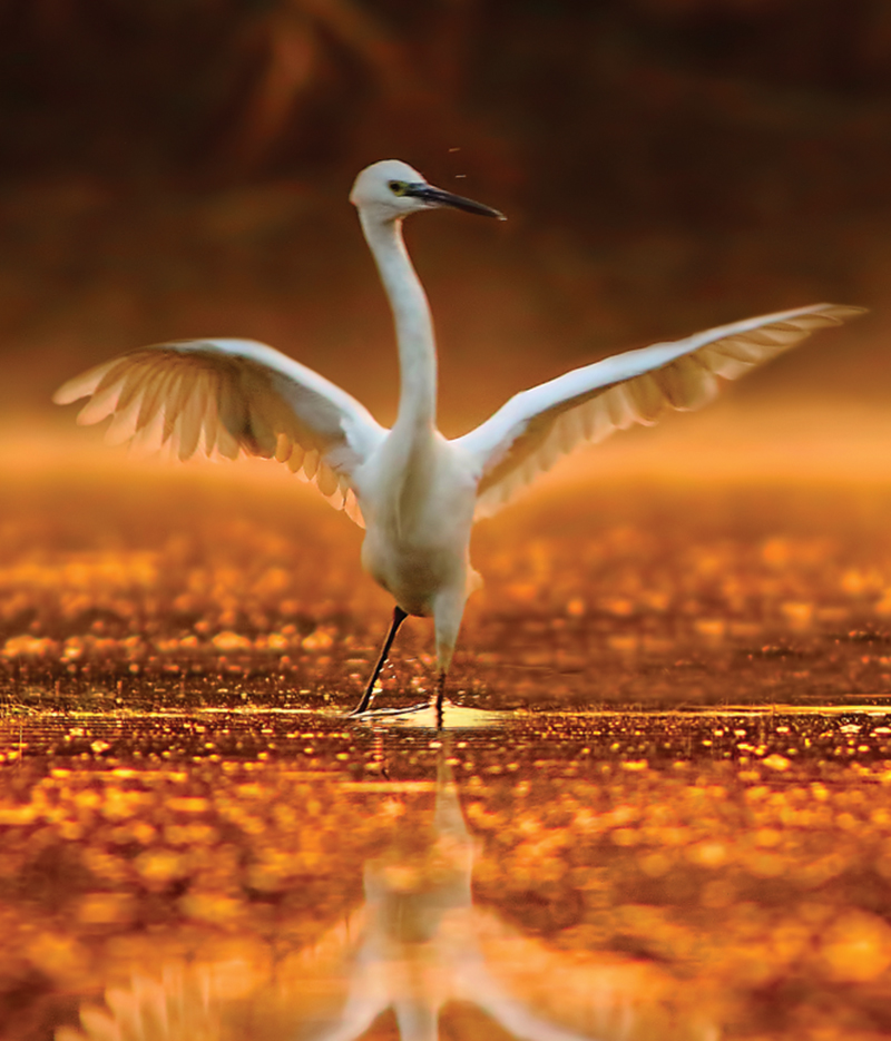 Voyages: Wild at Heart Voyages: Wild at Heart