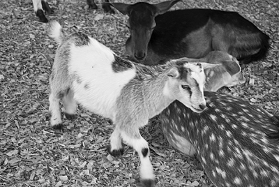 A Guide to Festivals