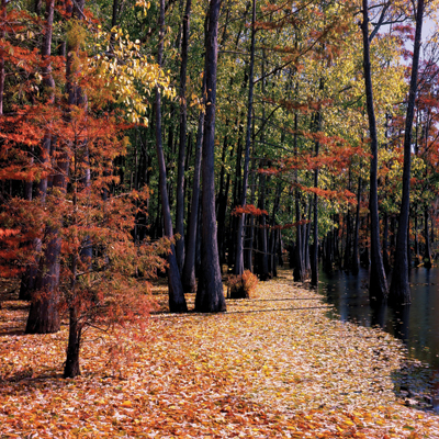 Upstate Louisiana Wonders
