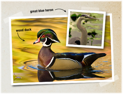 Swamp Birding in Lake Martin