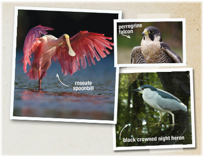 Swamp Birding in Lake Martin