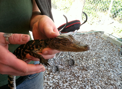 Down the Bayou: Airboats, Catfish and Gators