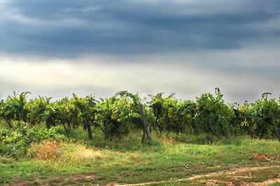 Wine Country to the North