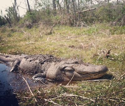 Down the Bayou: Airboats, Catfish and Gators