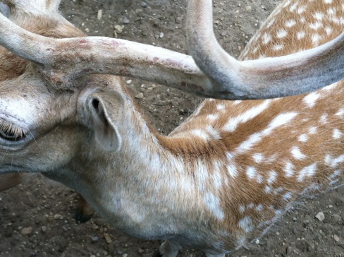 Folsom Safari: An Oasis of Wildness