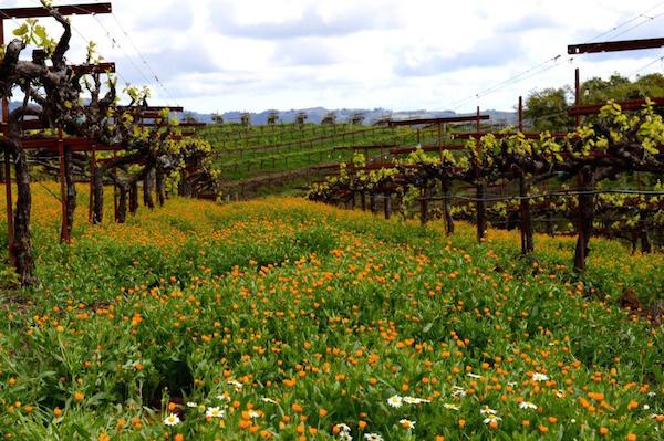 Happy Wine Trails Happy Wine Trails